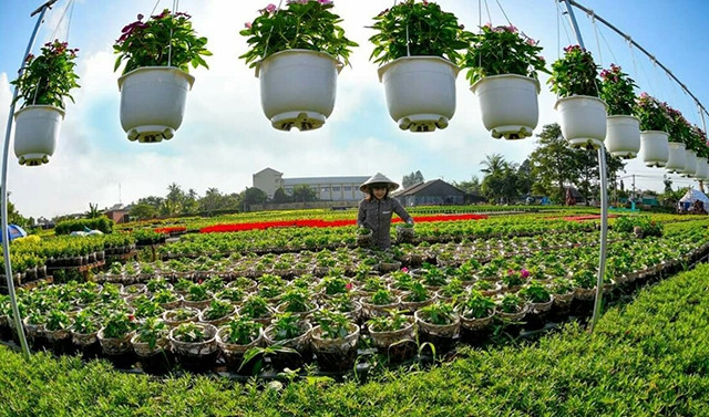 Sa Ðéc nổi tiếng không chỉ vì hoa đẹp mà còn là vùng đất đậm chất văn hóa.