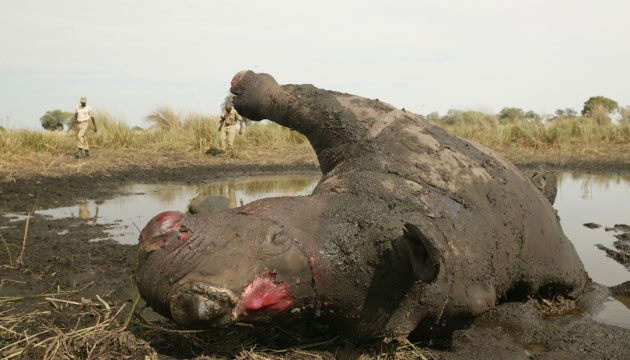 Loài tê giác sẽ thế nào khi được hợp pháp hóa buôn bán?