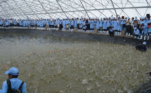 Nuôi tôm theo công nghệ hiện đại