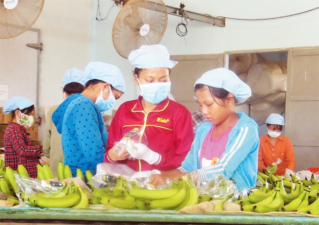 Ứng dụng công nghệ sau thu hoạch sẽ giúp nhiều mặt hàng nông sản Việt Nam tăng thêm cơ hội xuất khẩu.