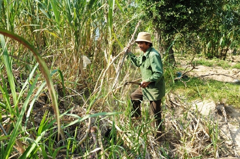 Cây mía bị người dân xã Hòa Bắc (Hòa Vang, TP Ðà Nẵng) chặt bỏ do sâu bệnh.