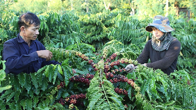 Buôn Ma Thuột được xem là “Thánh địa cà-phê thế giới”.