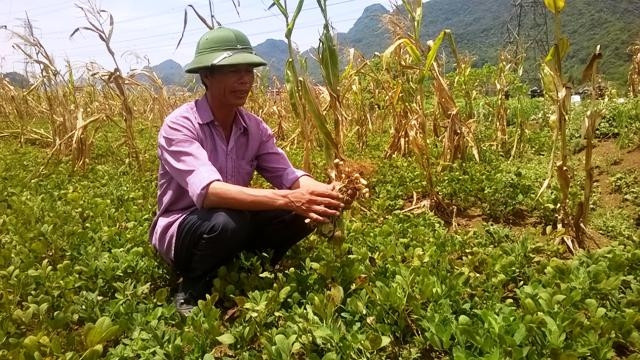 Hơn 50 ha lạc, ngô, bí xanh trên địa bàn xã Phú Lai huyện Yên Thủy (Hòa Bình) đang bị giảm năng suất do hạn hán kéo dài.