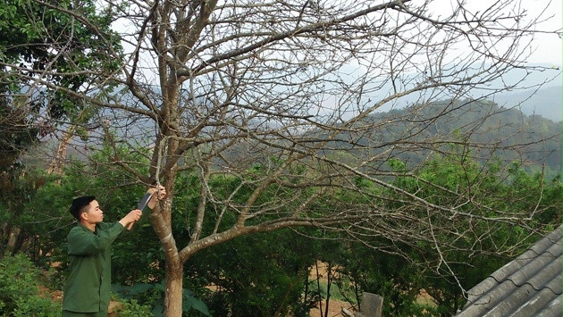 Cây lê của gia đình anh Lục Văn Khánh cho thu nhập gần 10 triệu đồng năm 2016.