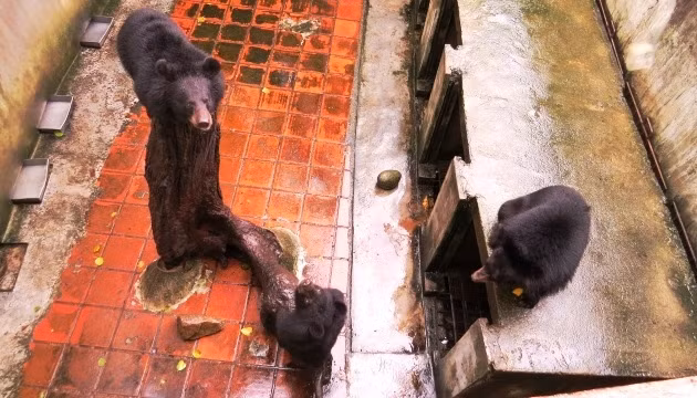 Ba gấu con sinh sản trong điều kiện nuôi nhốt đang được chăm sóc riêng.