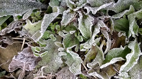 Sương muối phủ trên lá cây ở trạm khí tượng Mẫu Sơn.