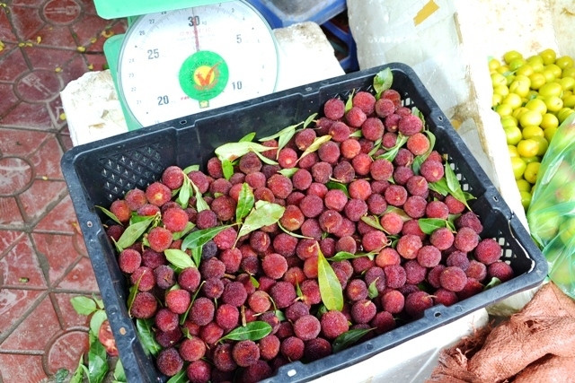 Quả thanh mai (Trung Quốc) bày bán nhiều tại các chợ ở Thành phố Lào Cai, với giá từ 20 - 35 nghìn đồng/kg.