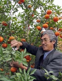 Dạ Trạch vào mùa quả chín