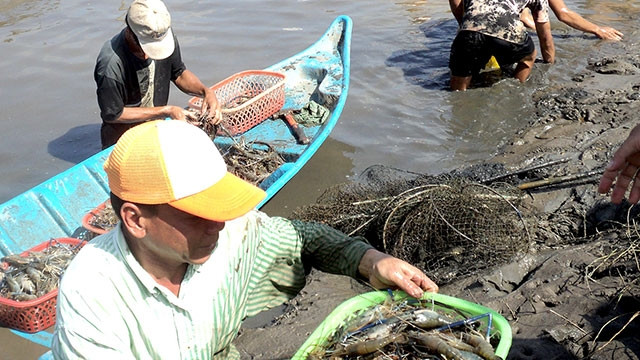 Nuôi tôm càng xanh xen canh cây lúa đem lại nguồn thu ổn định cho người nông dân Cà Mau.