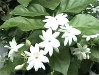 Hoa nhài, vị thuốc