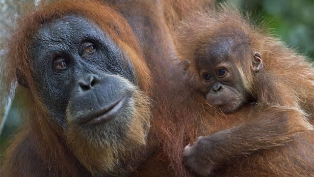 Đười ươi Sumatra gặp nguy hiểm từ nạn phá rừng