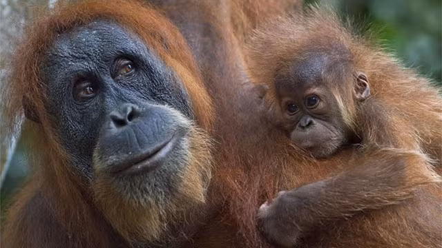 Đười ươi Sumatra gặp nguy hiểm từ nạn phá rừng