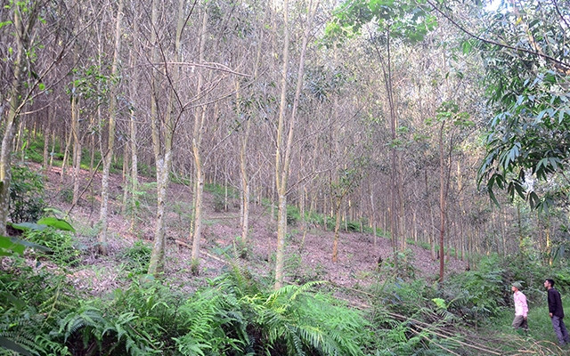 Diện tích keo chết phải chặt bỏ ở đội sản xuất Ðông Hữu, Công ty TNHH MTV lâm nghiệp Sơn Dương. Ảnh: ÐOÀN THƯ