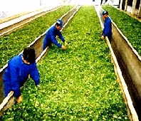 Giải pháp phát triển ngành chè ở Yên Bái