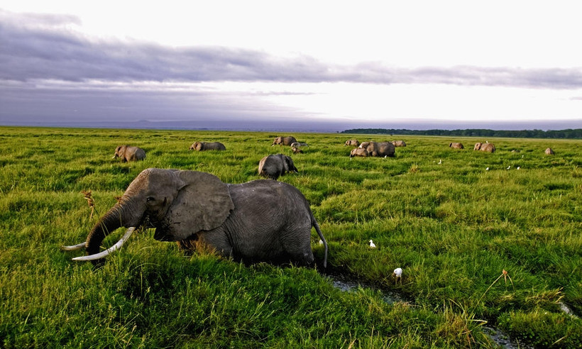 Ảnh minh họa: WWF.