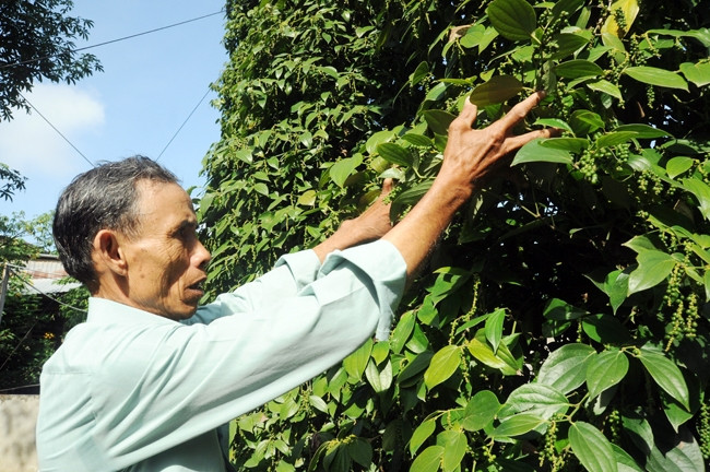 Người dân xã Lâm San, huyện Cẩm Mỹ (Đồng Nai) chăm sóc vườn hồ tiêu.