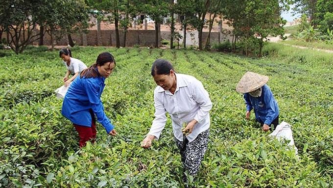 Hằng năm, UBND huyện Sơn Ðộng (Bắc Giang) hỗ trợ nhiều giống chè mới cho nông dân, giúp người dân phát triển kinh tế. Trong ảnh: Thu hoạch chè Bát Tiên tại thị trấn Thanh Sơn. Ảnh: HÀ THU