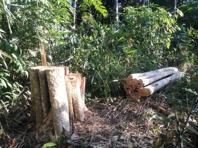 Nhiều cây gỗ bằng lăng có đường kính lớn tại Tiểu khu 1488 bị lâm tặc triệt hạ, khai thác trái phép.