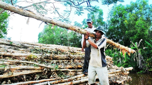 Tấp nập hoạt động thu mua tràm ở U Minh hạ (Cà Mau).