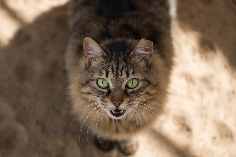 Hai con mèo cưng ở bang New York, Mỹ đã thử nghiệm dương tính với virus nhưng với các triệu chứng nhẹ. Ảnh: Shutterstock.