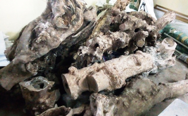 Gốc gỗ hương giáng được cho là gỗ phong thủy.