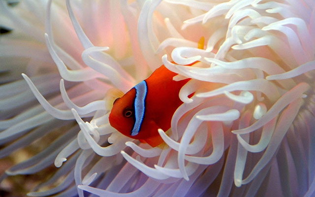 “Cá hề” đối mặt với sự tuyệt chủng bởi khó sinh sản vì những thay đổi trong môi trường biển do biến đổi khí hậu gây ra.