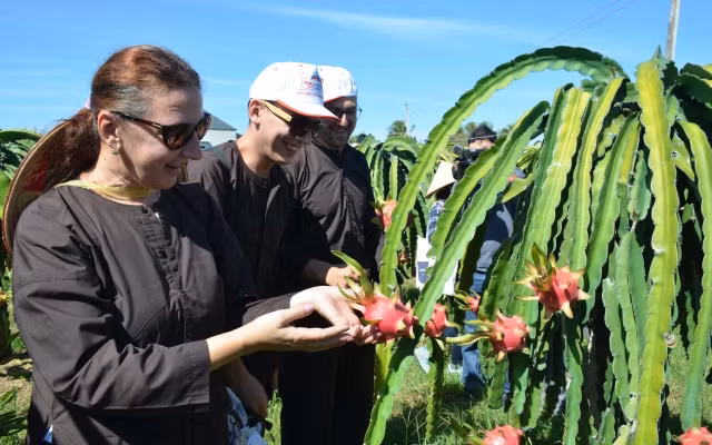 Du khách nước ngoài hào hứng khi được tham quan và trải nghiệm thực tế hoạt động sản xuất tại vườn thanh long. 