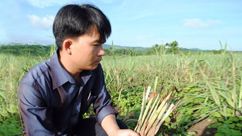 Ông Đàm Văn Lanh buồn rầu bên ruộng mía bị chết. (Ảnh: baophuyen.com.vn)