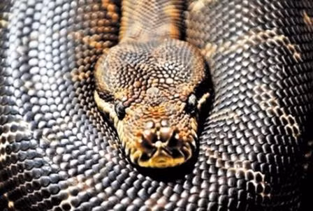 Trăn là loài rắn lành tính nhất.