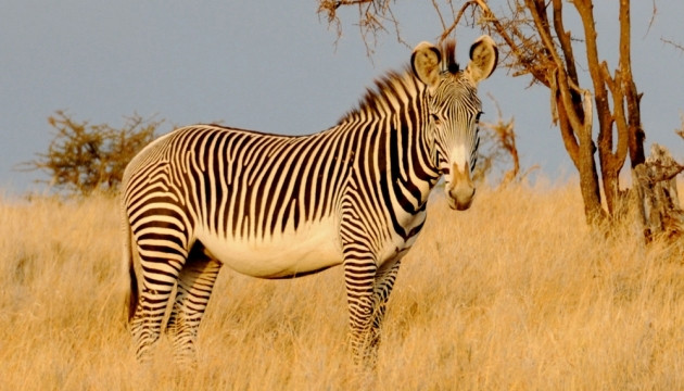 Ngựa vằn grevy.