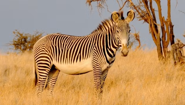 Ngựa vằn grevy.