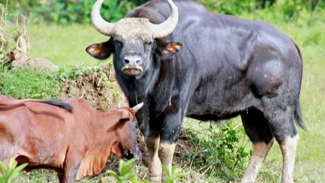 Bò tót bố và bò con lai F1 tại Vườn quốc gia Phước Bình.