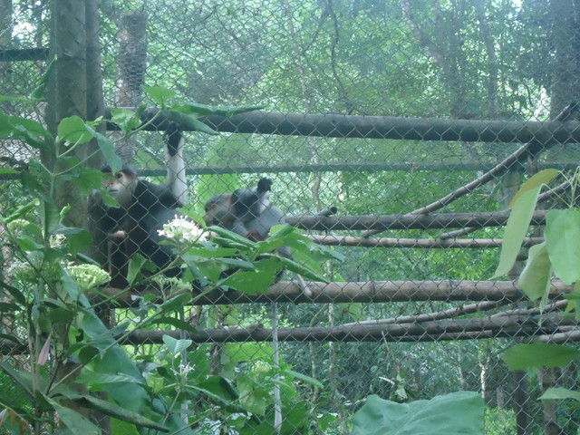 Loài linh trưởng được chăm sóc, bảo vệ tại Trung tâm Cứu hộ linh trưởng Cúc Phương.