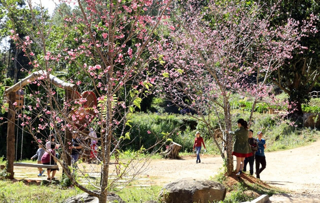 Hoa anh đào Nhật Bản đã nở tại Đà Lạt.