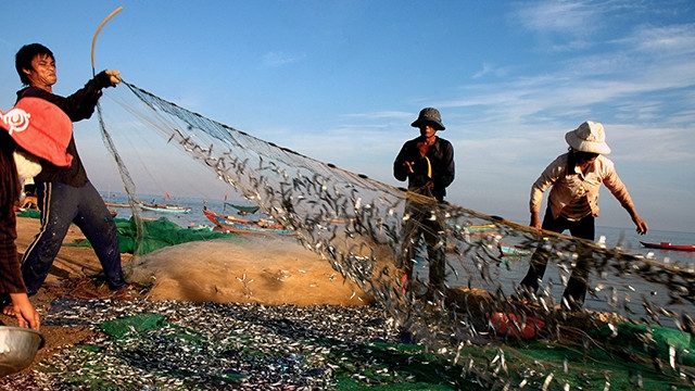 Ngư dân Lý Sơn (Quảng Ngãi) thu lộc biển. Ảnh: Thanh Lộc