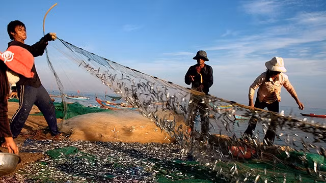 Ngư dân Lý Sơn (Quảng Ngãi) thu lộc biển. Ảnh: Thanh Lộc