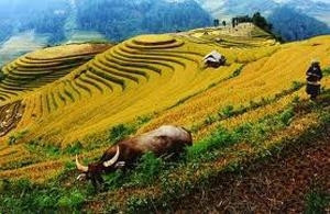 Bảo hiểm ABIC góp phần ổn định sản xuất nông nghiệp.