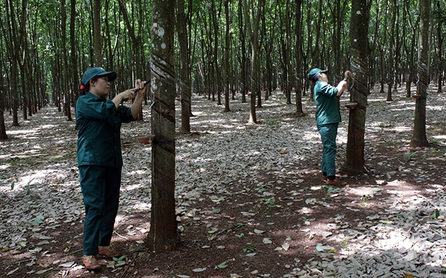 Công nhân Tập đoàn Công nghiệp cao-su Việt Nam thu hoạch mủ cao-su.
