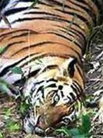 Săn lùng chúa sơn lâm