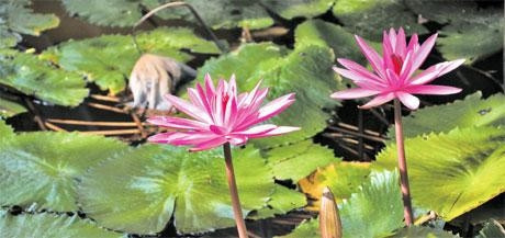 Ngọt bùi với hoa