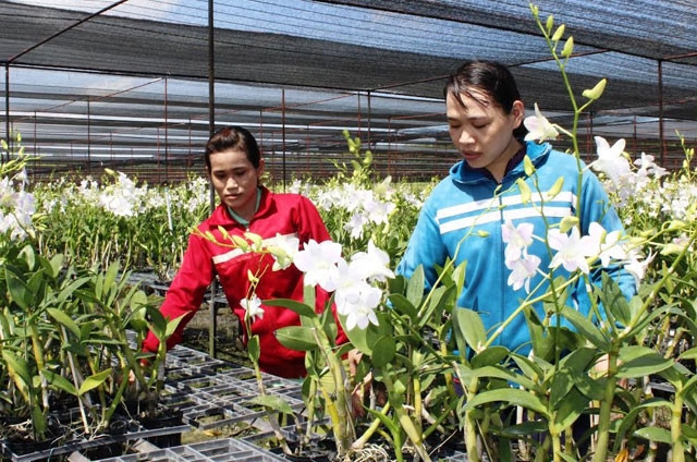 Mô hình trồng lan Dendro của ông Mai Quốc Thái ở xã Minh Hòa, huyện Dầu Tiếng đem lại hiệu quả kinh tế cao.