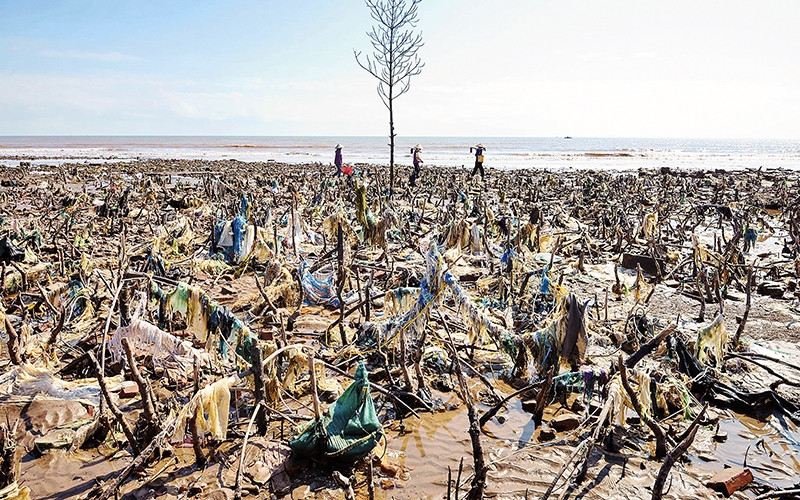 Rừng cây khô biến thành bãi rác ở biển Quất Lâm (Nam Ðịnh).