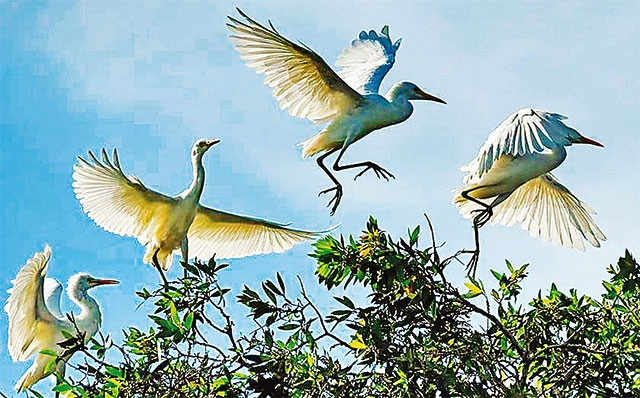 Vẻ đẹp lãng mạn của vườn cò. Ảnh: LÂM THÀNH LIÊM