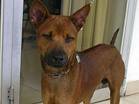 Con Phèn - chú chó
đạt chuẩn chó Phú Quốc.