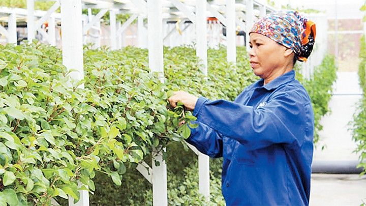 Trồng rau ứng dụng công nghệ cao tại xã Tiến Xuân, huyện Thạch Thất. Ảnh: NGỌC ÁNH