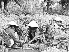 Tại một cở sở bán giống cà-phê ở Gia Lai.