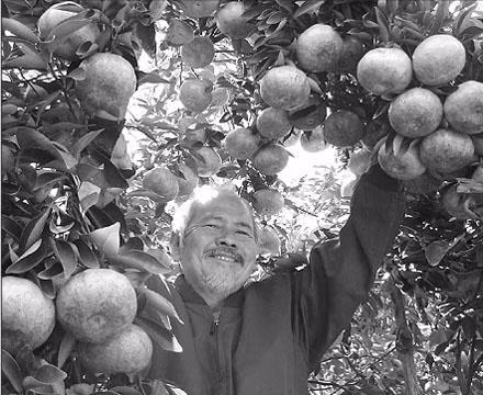 Ông Trần Thanh Tùng trong vườn quýt hồng trên đỉnh núi Cấm.