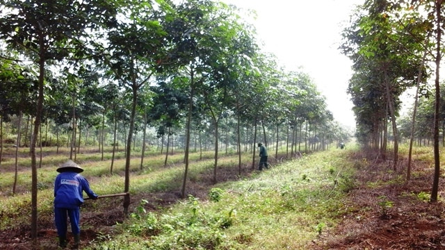 Cây cao su được trồng tại xã Điêu Lương, huyện Cẩm Khê từ năm 2011.