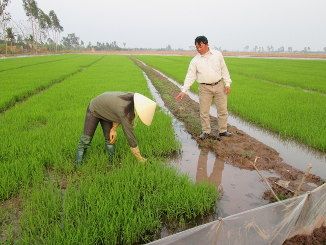 Đồng chí Bùi Văn Đợt (người ngoài cùng bên phải)kiểm tra sự sinh trưởng và phát triển của cây lúa.