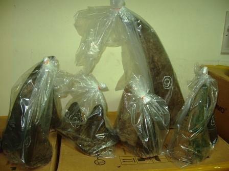 Sừng tê giác bị tịch thu trong một vụ vận chuyển trái phép.